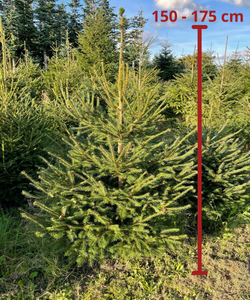 Rødgran, gammeldags dansk juletræ fra lokal fynsk gård. Klassisk dansk juletræ fra lokal fynsk gård. Køb juletræ online, leveres til hele fyn. Juletræssalg online på fyn, juletræ tæt på Odense. Juletræ online. Juletræ levering. Miljøvenlig juletræ